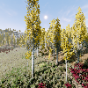 _images/SeasonalForestAutumn.png