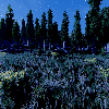 _images/SeasonalForestSummerNight.png